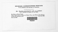 Puccinia substerilis image